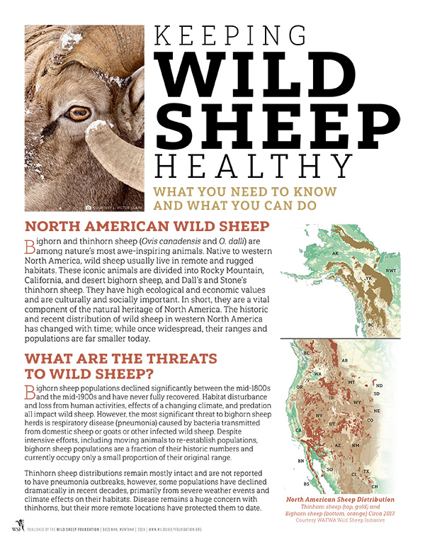 Keeping Wild Sheep Healthy Letter-size PDF cover